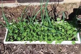 Window box of living kale